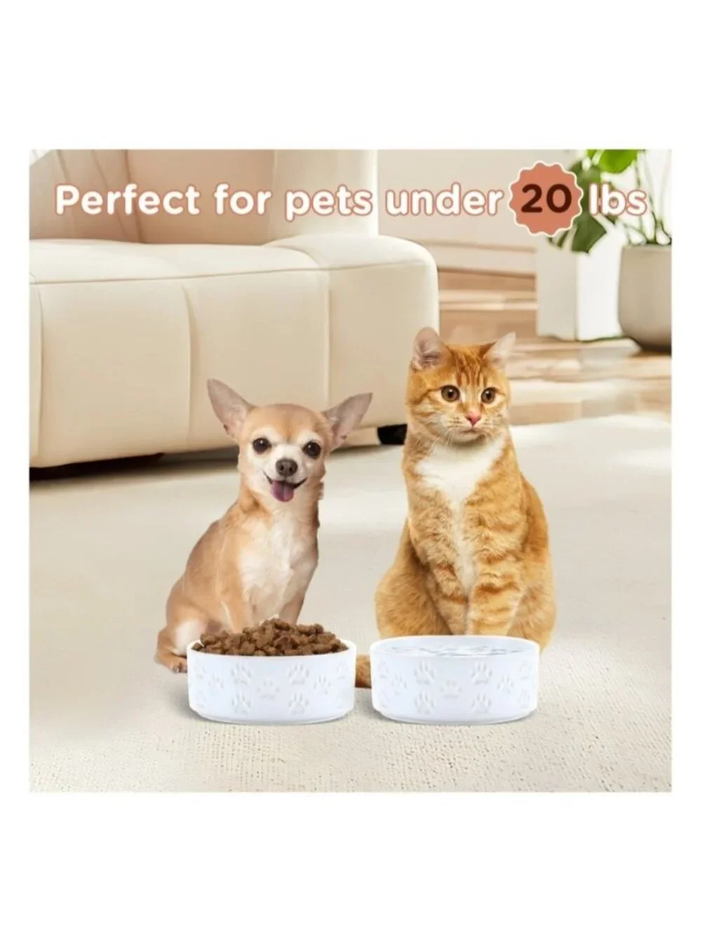 Chewy these ceramic